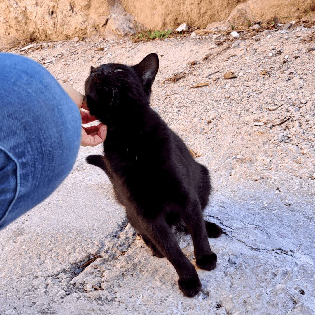 Eine schwarze Zypern Katze lässt sich genüsslich von mir streicheln.