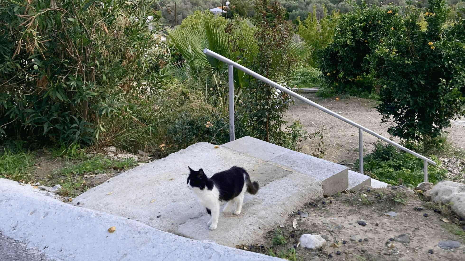 Streunende Katze in Zypern