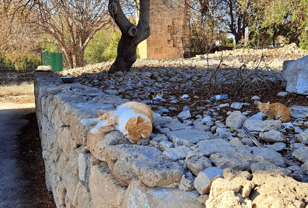 Here, an orange cat from Cyprus is sleeping on a stone wall near the old town of Paphos.