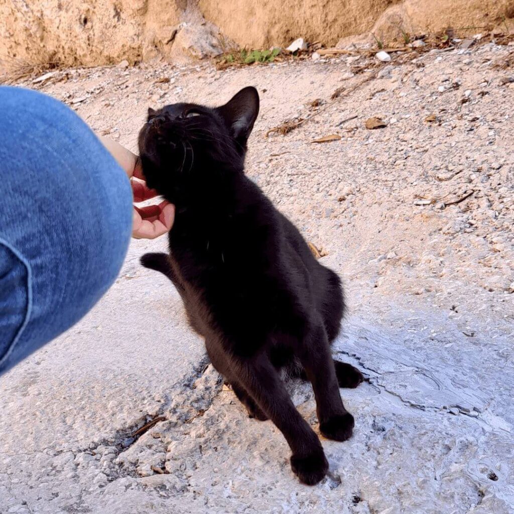 A black cat from Cyprus enjoys being petted by me.