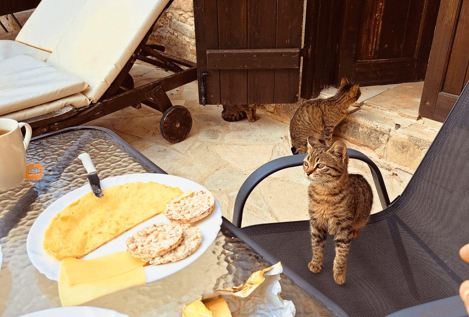 Das Bild zeigt graue gestreifte kleine zypern Katzen. Eine davon sitzt auf einem Gartenstuhl und schaut auf das Frühstück von uns am Tisch.