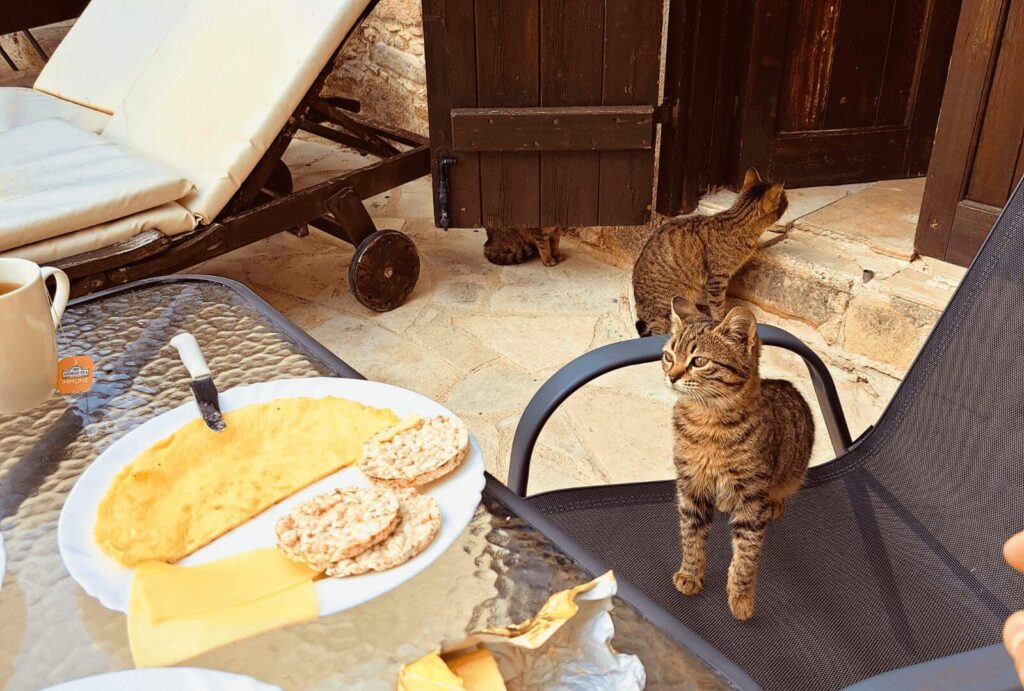 The picture shows small grey-striped cats from Cyprus. One of them is sitting on a garden chair, eyeing our breakfast on the table.