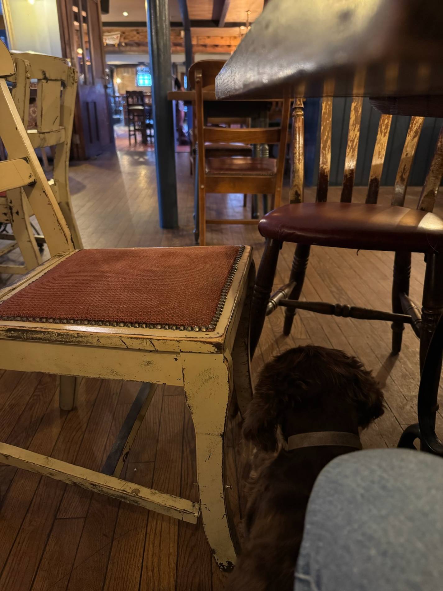 Hier sieht man einen Cocker Spaniel ganz zufrieden in einem Pub unter dem Tisch liegen.