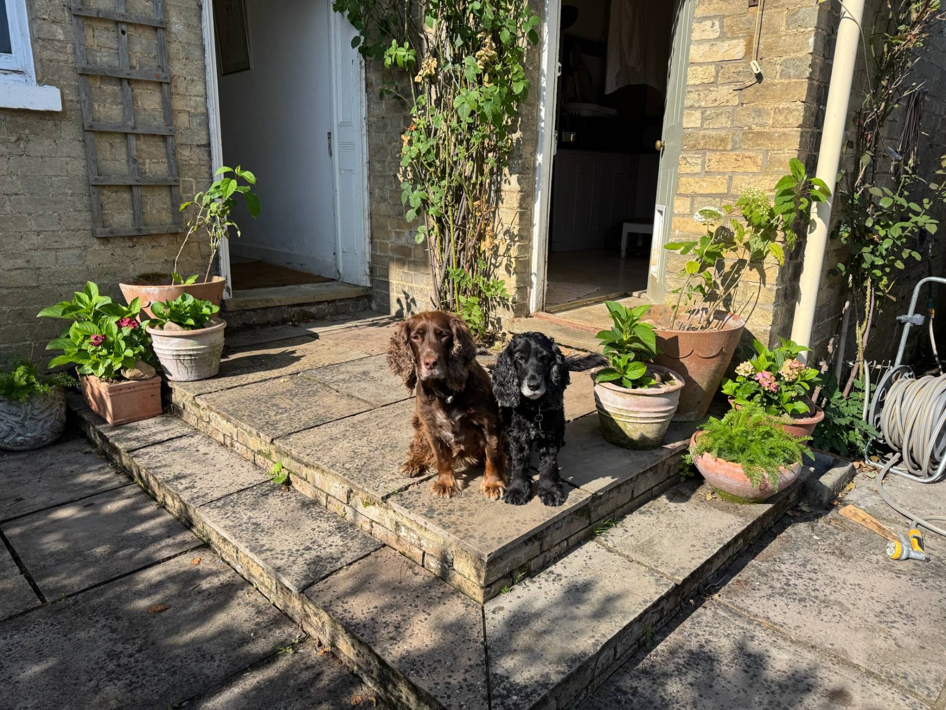 Zwei süße Cocker Spaniels, der eine braunhaarig der andere schwarz. Sie sitzen stolz auf vor ihrem britischen Pfarrhaus.