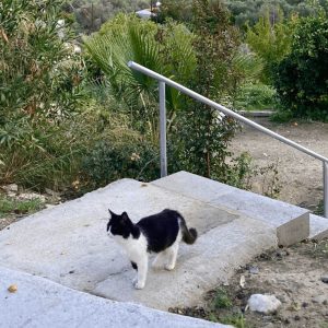 Streunende Katze in Zypern