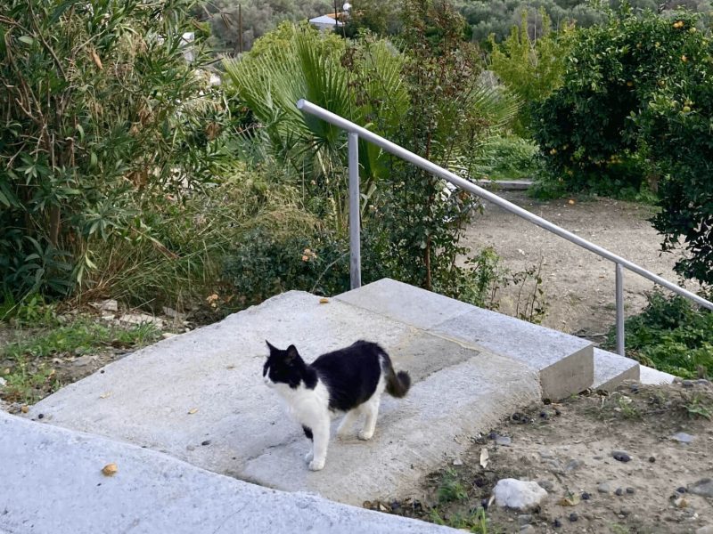 Streunende Katze in Zypern